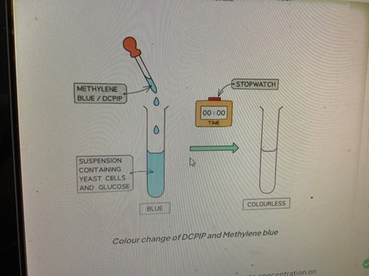 <p>redox indicators will take up hydrogens and get reduced instead of NAD and FAD</p>