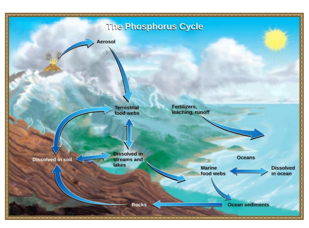 <ul><li><p>exists as PO4 (phosphate)</p></li><li><p>weathering of rocks and erosion of soil leeches PO4 from the ground into the ocean</p></li><li><p>microorganisms absorb PO4 from the soil and create nucleic acids</p></li><li><p>plants and animals that use phosphorus die and return it to the soil</p></li></ul><p></p>