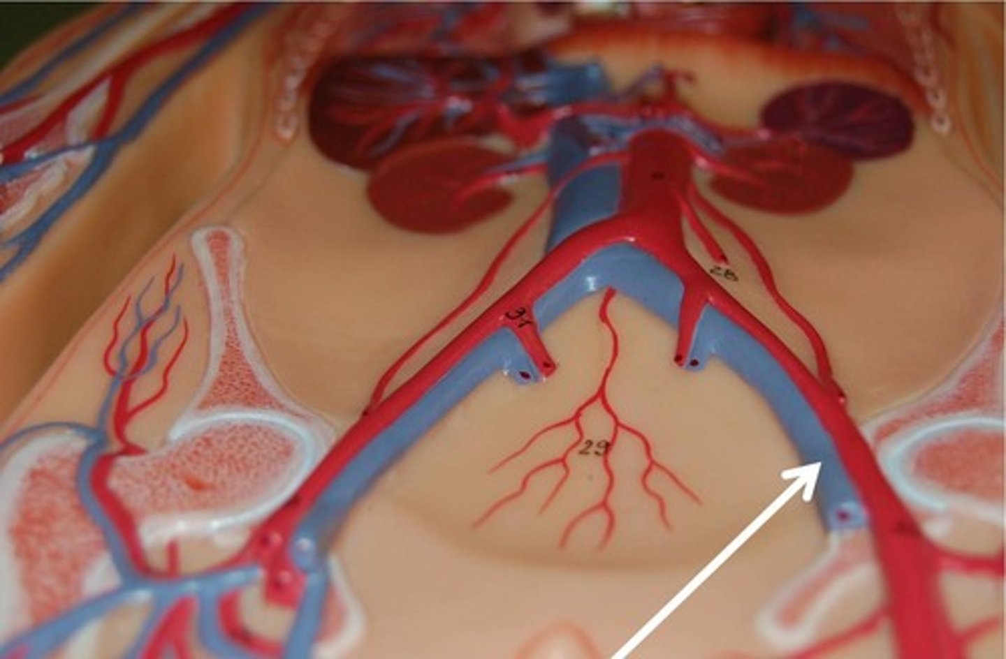 <p>Name the blood vessel.</p>