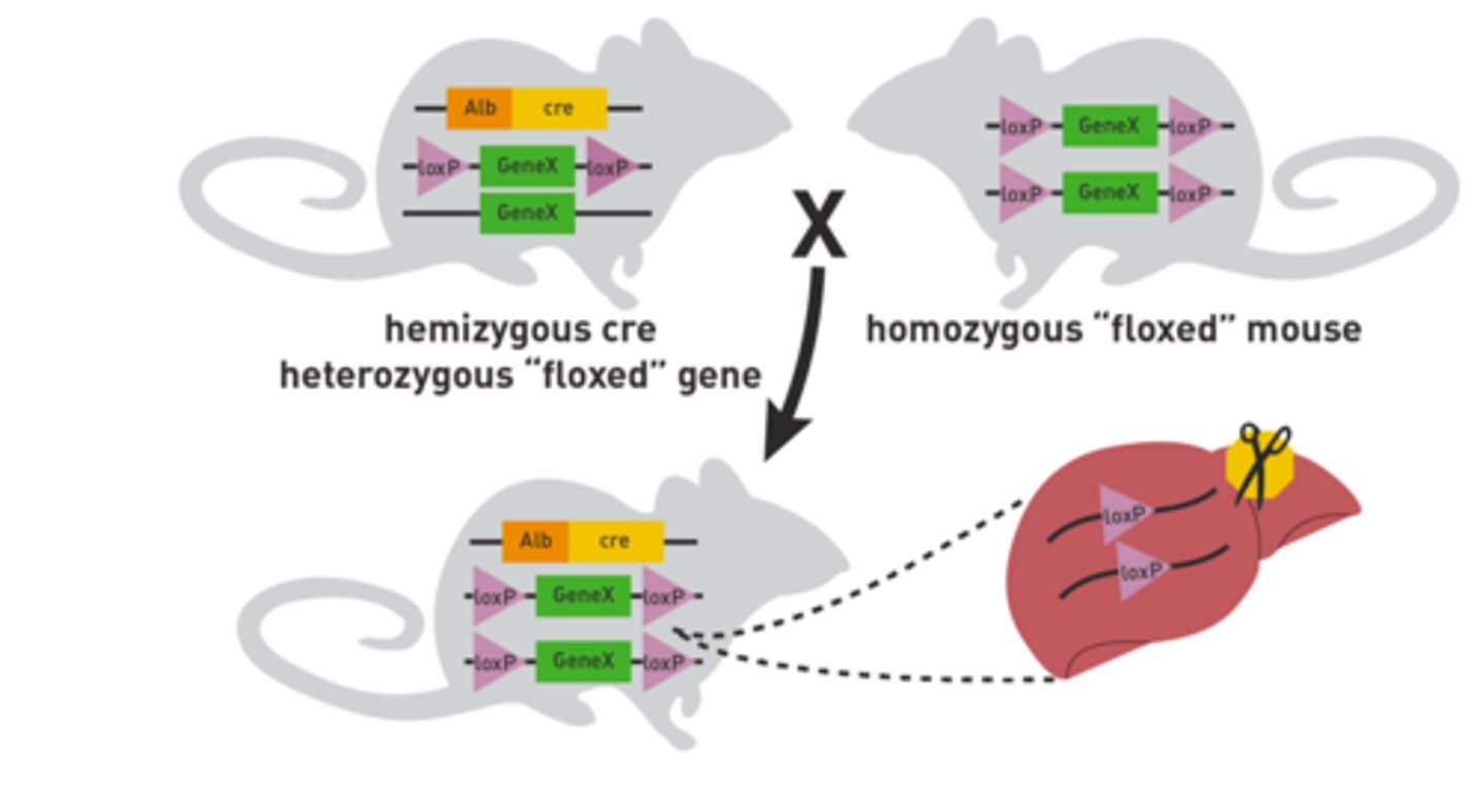 <p>The LoxP sites will not recombine without the Cre recombinase. Therefore the LoxP mouse needs to cross with a Cre mouse so that the progeny will obtain both the Cre recombinase gene and the floxed target gene. However, a single cross will only result in a heterozygous floxed gene. Therefore, the first progeny will need to be crossed with a LoxP mouse again in order to produce Cre as well as homozygous conditional knockouts.</p>