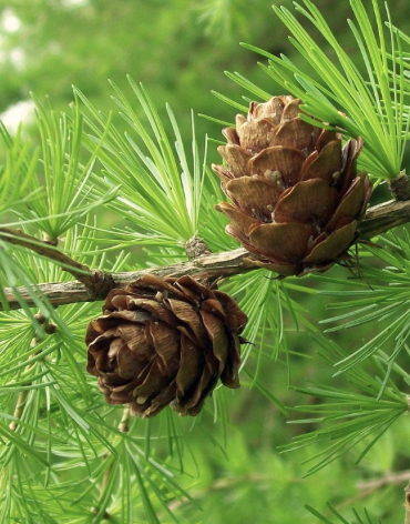 <p>cone, reddish brown, apex curving, uneven scale edge, look almost catkiny</p>