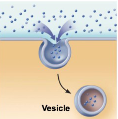 <ul><li><p>cell brings in a small volume of extracellular fluid containing small solute particles</p></li><li><p>No receptor use needed, endocytosis is not a specific process</p></li></ul><p></p>