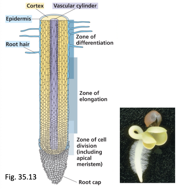 <p>Seedless vascular plants = first plants to grow tall because they have:</p><ul><li><p>vascular tissue to support them</p></li><li><p>Modular structure (building blocks = repeating units like leaves, roots, branches… come from the apical, auxillary and lateral meristems</p></li><li><p>Roots (w/ root hair, zone of cell division downwards = apical meristem)</p></li><li><p>leaves</p></li><li><p>stems</p></li><li><p>Sporophyte = dominant phase of life cycle</p></li><li><p>Gametophyte = one type and bisexual</p></li></ul><p></p><p>*tall: major advantage, because selection pressure to outgrow competition/surroundings to have access to light</p><p>*roots: major advantage because selection pressure to grow lots of roots to uptake limited water and nutrients in environment.</p><p>*leaves: major advantage with cuticle and stomata to avoid wasting water + optimize amount of light absorbed in a limited light area.</p>