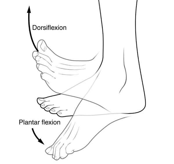 <p><span>Backward flexion, as in bending backward either a hand or foot.</span></p>