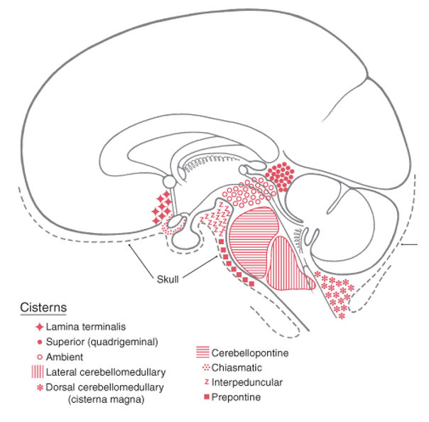 <p>superior and inferior colliculi </p>