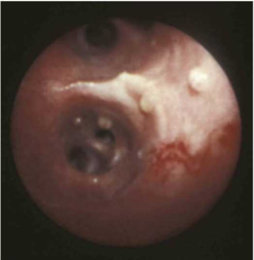 <p>This image matches which species?</p>