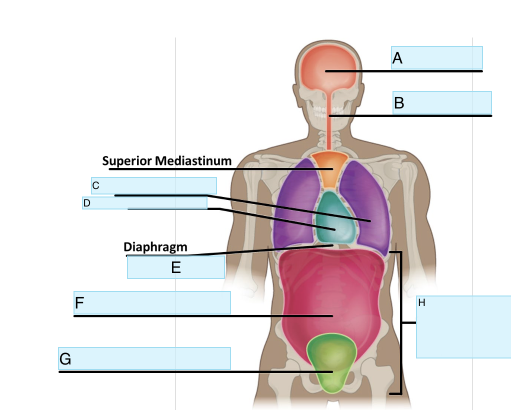 <p>What Cavity is A</p>