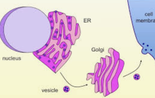 <p>a temporary structure that buds from the membranes of organelles, allowing materials and molecules to travel throughout the cell. It’s like and uber/taxi to transport materials </p>