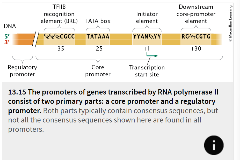 <ul><li><p>located immediately upstream of the gene and is the site to which the basal transcription apparatus binds.</p></li><li><p> The core promoter typically includes one or more consensus sequences. One of the most common of these sequences is the TATA box, which has the consensus sequence TATAAA and is located −25 to −30 bp upstream of the start site.</p></li></ul><p></p>