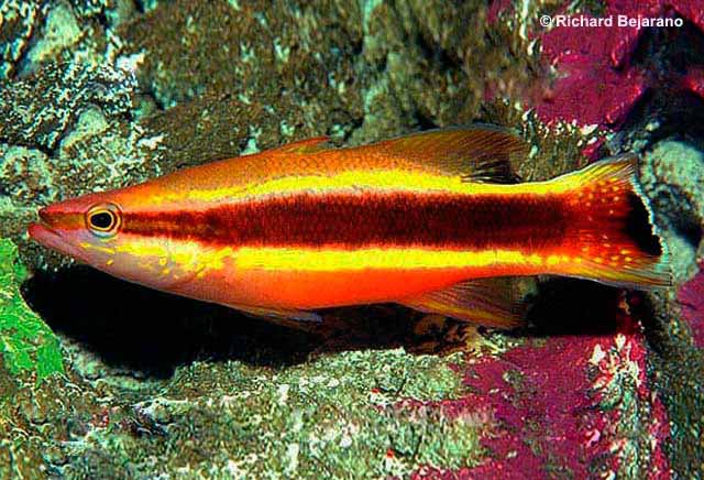 <p>Red dorsally and at the bottom</p><p>has a reddish/brown stripe down the center of body from the snout back that is sandwiched by two yellow stripes that are outlined in white</p><p>caudal fin has a white margin and dark blotch</p><p>no spot on dorsal or anal</p>