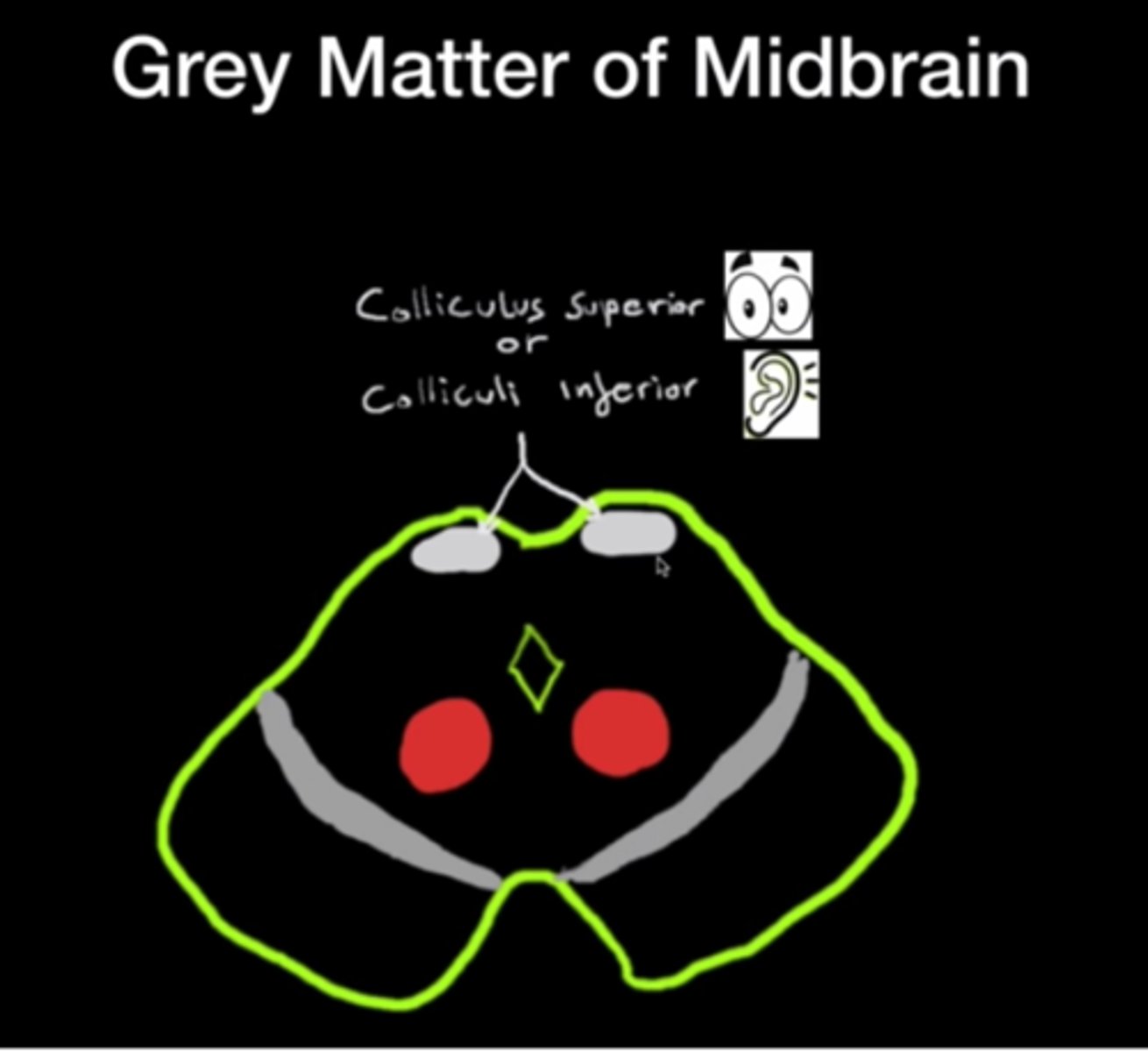 <p><span style="text-decoration:underline">location:</span> tectum of midbrain</p><p></p><p><strong>nuclei of colliculus superior</strong></p><p>- subcortical visual center</p><p></p><p><strong>nuclei of colliculi inferioris</strong></p><p>- subcortical center of hearing </p>