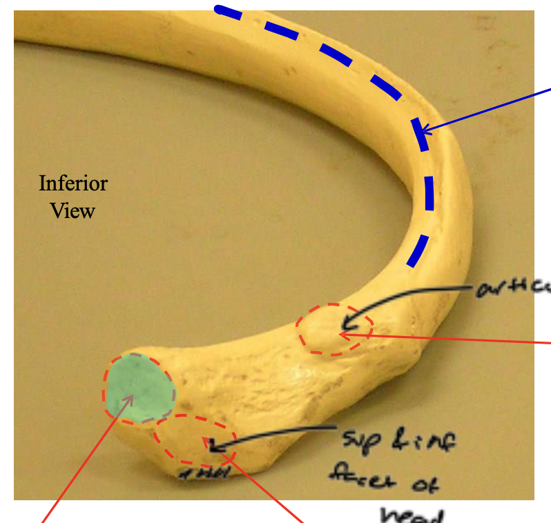 <p>The highlighted region is the (superior/inferior) articular facet of the head.</p>