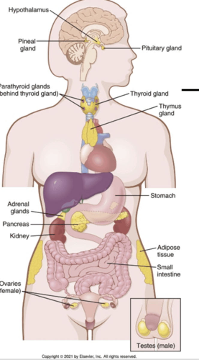 <p>note the distribution of endocrine glands:</p>