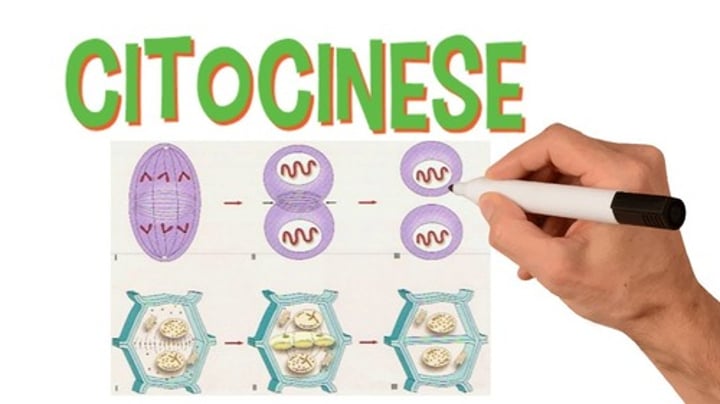 <p>b)Citocinese</p><p>Citocinese = Fase final da divisão celular</p>