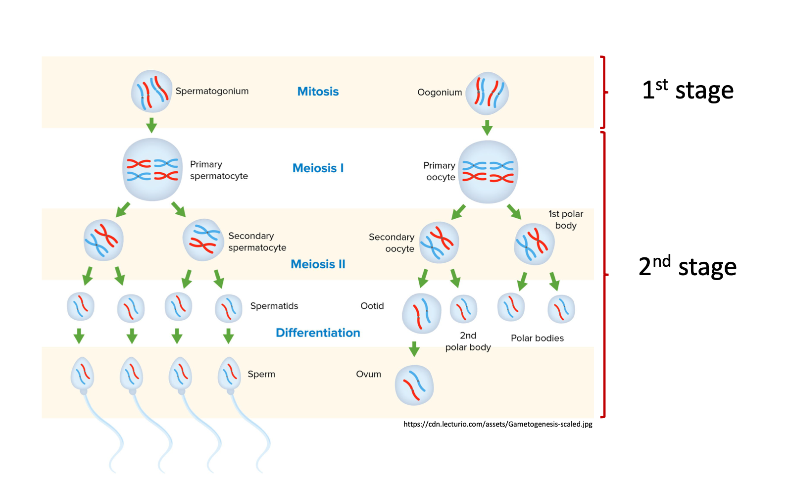 <p>name and list the stage for producing reproductive cells ,gamete/</p>