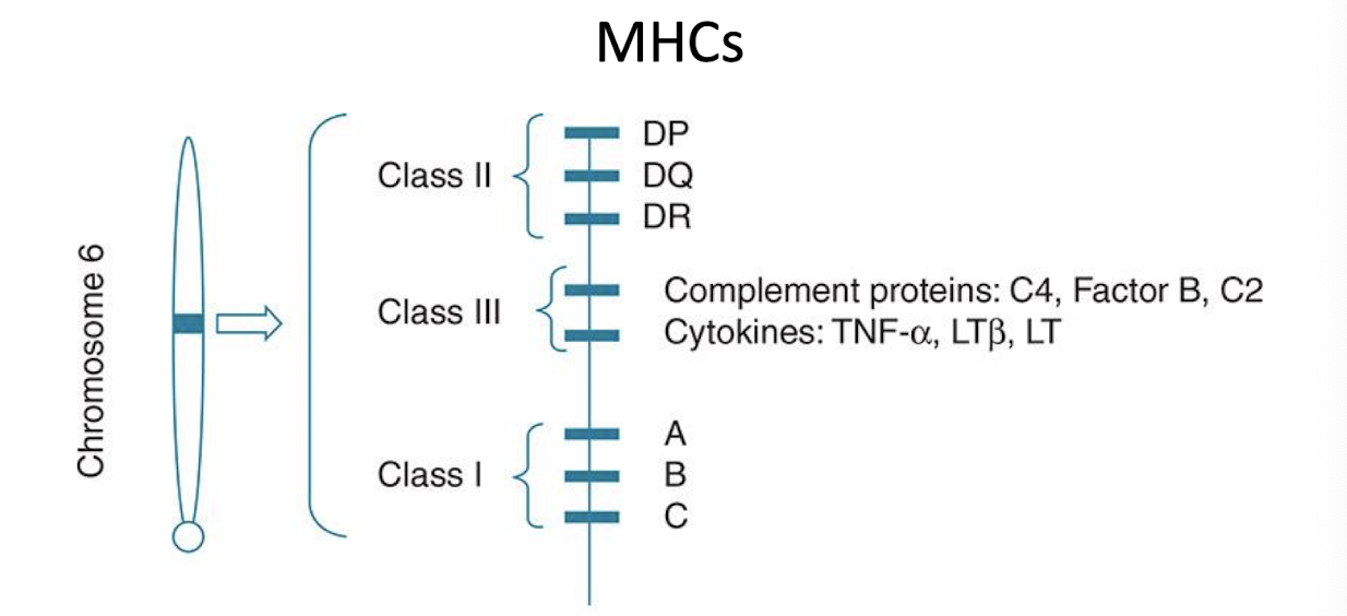 <ul><li><p><strong>Class I: </strong>platelets, leukocytes, nucleated cells </p></li><li><p><strong>Class II: </strong>macrophages, dendritic cells, B cells </p></li><li><p><strong>Class III: </strong>code for complement and <mark data-color="yellow" style="background-color: yellow; color: inherit">cytokines</mark></p></li></ul><p></p>