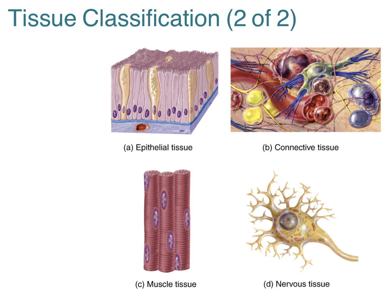 <p><strong>1.) Epithelial tissue: </strong>covers the body surfaces, lines cavities, and forms glands</p><p><strong>2.) Connective tissue:</strong> binds organs together, stores energy, and participates in body defenses </p><p><strong>3.) Muscle tissue:</strong> produces the physical force for body movements</p><p><strong>4.) Nervous tissue:</strong> detects and responds to change in internal and external body conditions </p>