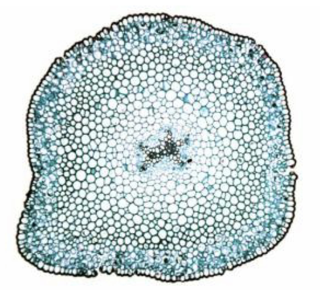 Know the location of the stele, epidermis, and stomates

