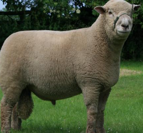 <p>What breed is this?</p>