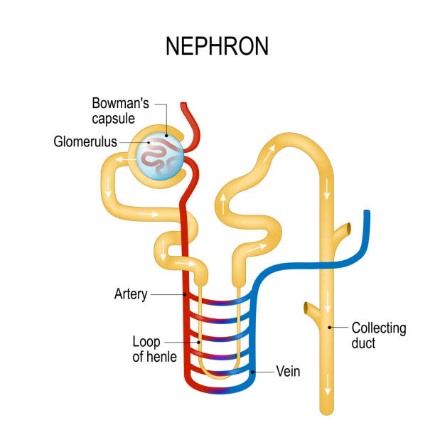 <p>what is a nephron and its function ? </p>