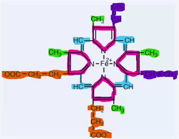 <p><span style="color: rgb(239, 20, 237)">4 Pyrrole rings</span> connected by <span style="color: rgb(68, 182, 213)">4 methylene bridges</span></p><p><span style="color: rgb(43, 67, 73)">8 side chains on pyrrole rings: </span><span style="color: green">4 methyl (M) groups</span><span style="color: rgb(43, 67, 73)">, </span><span style="color: purple">2 vinyl (V) groups</span><span style="color: rgb(43, 67, 73)">, </span><span style="color: #NaNNaNNaN">2 propionate (P) groups</span></p><p><span style="color: rgb(43, 67, 73)">Order: MVMVMPPM</span></p><p>Heme is the main <strong>porphyrin</strong> found in the body and forms <strong>hemoglobin</strong>, <strong>myoglobin </strong>and the <strong>cytochromes</strong></p>