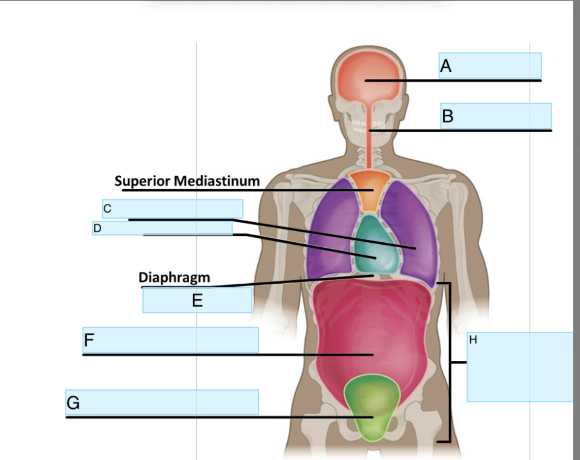 <p>What Cavity is C</p>