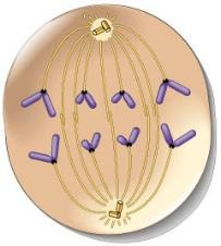 <p>Anaphase</p>