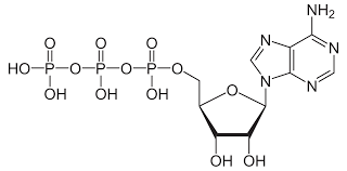<p>(Adenosine Triphosphate) Sugar ribosome, with nitrogenous base adenine and a chain of three phosphate groups bonded to it.</p>