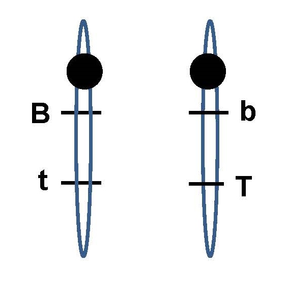 In petunias, the blue allele (B) is dominant to the red allele (b) for flower color. At a linked locus, the tall allele (T) is dominant to the dwarf allele (t). The distance between the two loci is 21 cM. A plant has the chromosomes shown below. What percentage of gametes produced from this plant will have both the red and dwarf alleles? Enter only the numerical value for the percentage. Do not include the % symbol so that Moodle will grade this correctly. Round properly to 2 decimal digits.