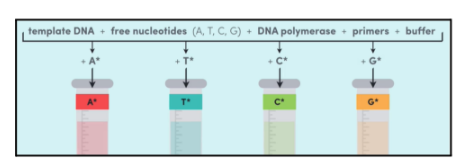 <p>The Sanger Method</p><p>1) DNA is extracted from cells</p><p>2) DNA is amplified (replicated) via polymerase chain reaction (PCR) → we now have lots of copies* of</p><p>the DNA</p><p>3) The double strand of DNA is separated into single strands by heating</p><p>4) There are four reaction mixtures, each including the following:</p><p>a) Template DNA</p><p>b) Free nucleotides (A, T, C, G)</p><p>c) DNA Polymerase</p><p>d) Primers</p><p>e) Buffers</p><p>f) A chain terminating nucleotide (there are four types: A, T, C, G) which stop the reaction (no</p><p>further nucleotides can attach)</p><p>5) DNA Polymerase reads the template strand creating a new complementing DNA strand. This continues</p><p>until a chain-terminating nucleotide is randomly added (tells DNA Polymerase to STOP and determines the</p><p>length of DNA fragments). The process is repeated many times until every position on the template strand</p><p>has been identified with chain-terminating nucleotides. We now have DNA fragments of varying</p><p>lengths</p><p>6) The DNA fragments are then separated using gel electrophoresis by their size. The smaller, lighter</p><p>lengths of DNA migrate further to the bottom, while the longer, heavier lengths of DNA migrate shorter</p><p>distances*. The migration of the DNA fragments creates bands in the gel.</p><p>7) The sequence is read from bottom to top (shorter fragments to longer fragments)</p>