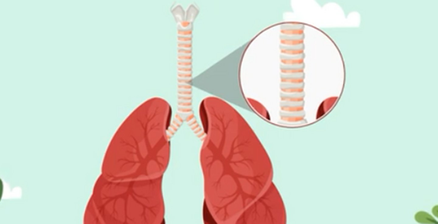 <p>It is 12 cm long and 2 1/2 cm wide. It is composed of 16-20 c-shaped rings of cartilage that keeps it open. It's function is to provide a clear, unobstructed airway for the passage of air in and out of the lungs, thereby facilitating respiration.</p>