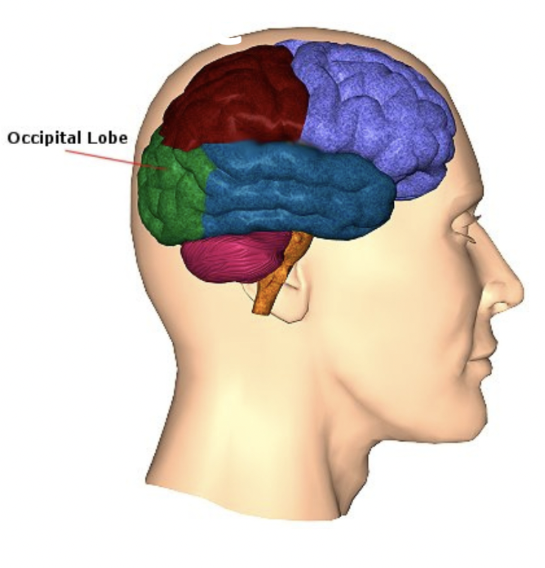What is the function of the Occipital Lobe?