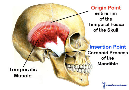 <p>O: Temporal lines of skull</p><p>I: Coronoid process and ramus of mandible</p><p>A: Elevates, retracts mandible and moves mandible side to side</p>