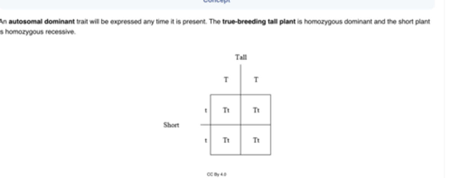 <p>B.100% tall stalk</p>
