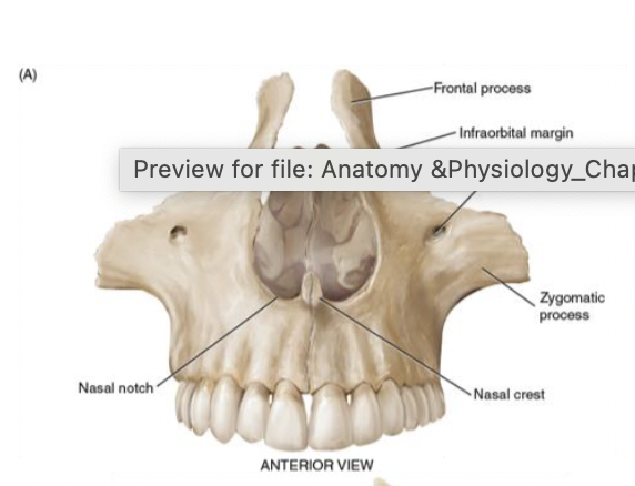 <ul><li><p>compromise the upper jaw</p><ul><li><p>involved in clefting of the lip and hard palate</p></li><li><p>make up most of the roof of the mouth</p></li><li><p>support for the eye ball</p></li></ul></li></ul><p></p>