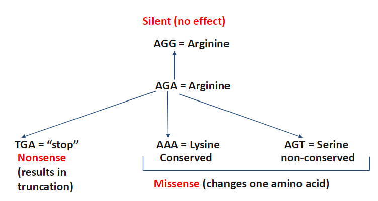 <p><strong>Silent Mutation</strong><br> No effect on protein sequence<br> Example: AGG → Arginine, AGA → Arginine</p><p><strong>Nonsense Mutation</strong><br> Changes a codon to a stop codon<br> Results in truncation of the protein<br> Example: TGA = stop</p><p><strong>Missense Mutation</strong><br> Changes one amino acid in the protein<br> Can be conserved (similar properties, e.g., AAA → Lysine)<br> Or non-conserved (different properties, e.g., AGT → Serine)</p>