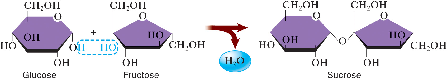 Formation of Sucrose