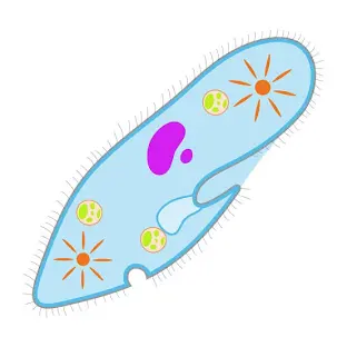 <p>What are the hairs on the paramecium called?</p>