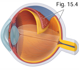 <p>What is contained in the choroid of the vascular tunic?</p>