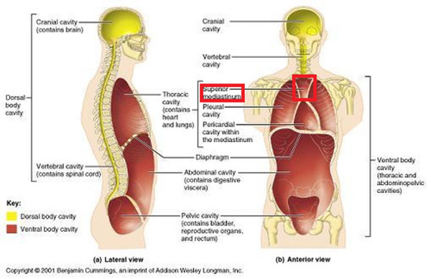 <p>Region between the lungs in the chest cavity.</p>