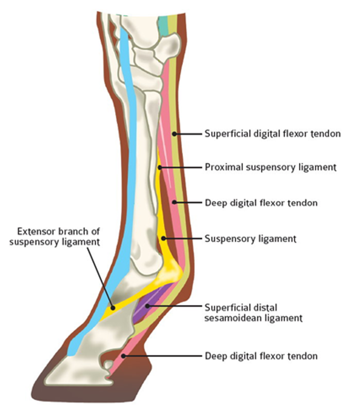 <p>-common digital extensor tendon: extends toe</p><p>-lateral digital extensor tendon: extends pastern</p><p>-superficial flexor tendon: flexes pastern</p><p>-deep digital flexor tendon: flexes toe</p><p>-suspensory ligament: stabilizes fetlock joint</p>