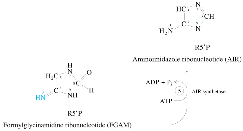 <p>FGAM + <span style="color: #fa6eff">ATP</span></p><p><span style="color: rgb(122, 198, 255)">—AIR Synthetase→</span></p><p>AIR + ADP + P<sub>i</sub></p>
