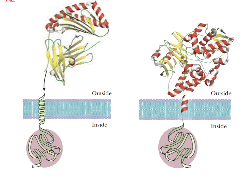 <p>HLA-2 and Monoamine oxidase </p>