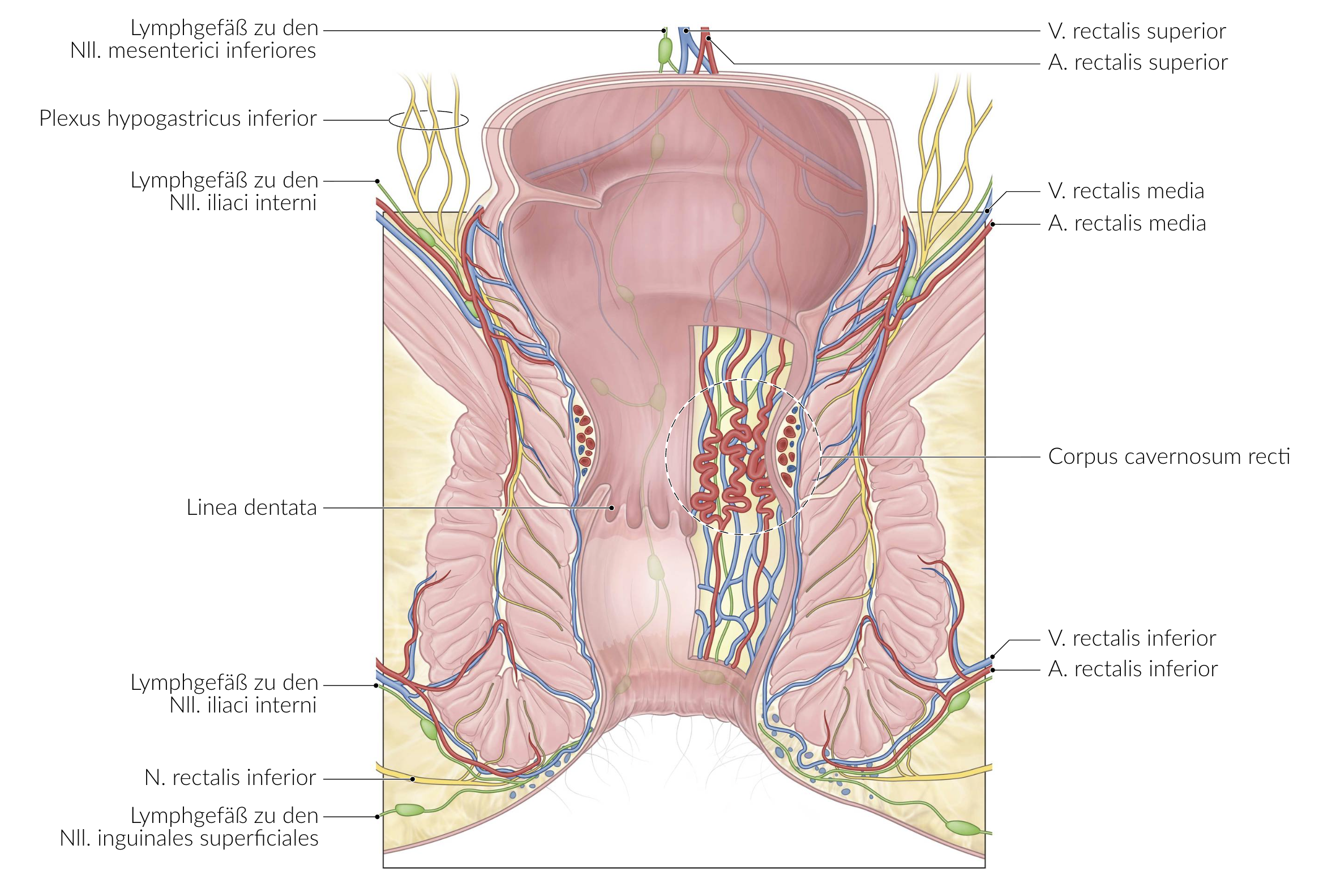 <p>A. Muscle of the anal canal (M. canalis analis)</p>