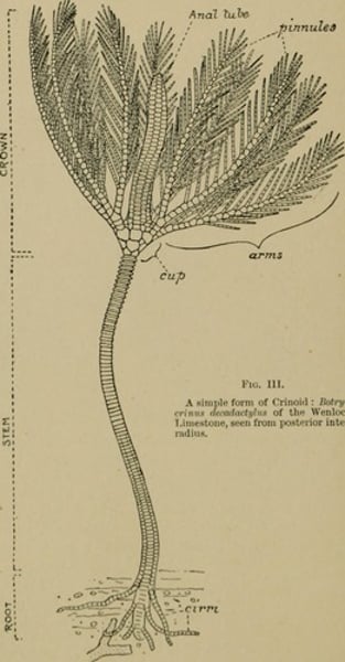 <p>Class including sea lilies and feather stars</p>