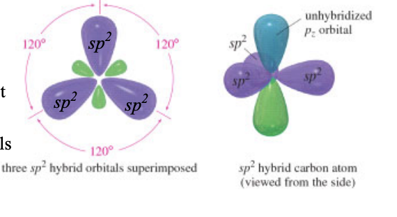 <ul><li><p>each of the carbon atoms has 3 electron domains</p></li><li><p>shape: trigonal planar</p></li></ul><p></p>