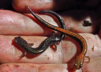 <p>Eastern Redbacked Salamander</p>