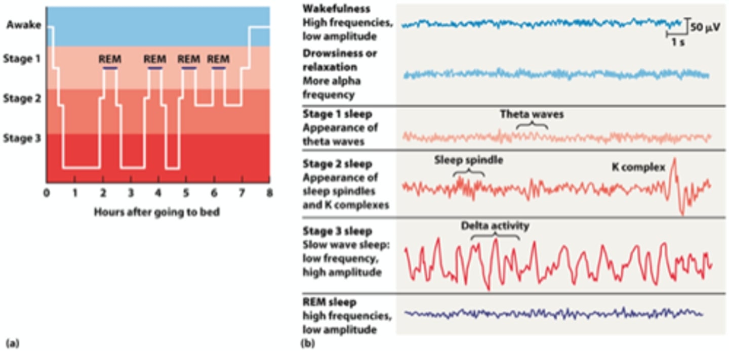 <p>repair/restoration, evolutionary/circadian, and synaptic homeostasis (a synthesis).</p>