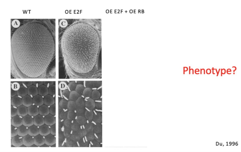 <p>investigating a genetic interaction between Drosophila Rb and E2F</p>