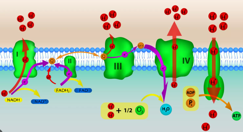 <p>located in the inner membrane of the mitochondria</p><p>consists of a collection of electron carriers (proteins) embedded in the membrane</p><p>NADH and FADH2 (from the Krebs cycle) bring electrons to the ETC</p><p>electrons go down the ETC in a series of redox reactions until they reach the final electron acceptor, oxygen(very important to the process, because if oxygen did not accept the electrons and drive electrons down the ETC, the chain backs up which stops the flow of electrons and prevents the production of large amounts of ATP)</p><p>as electrons move through the ETC, they move from a higher to lower energy level</p><p>some of the released energy is used to pump H+ into the intermembrane space, forming an electrochemical gradient of protons (H+)</p>